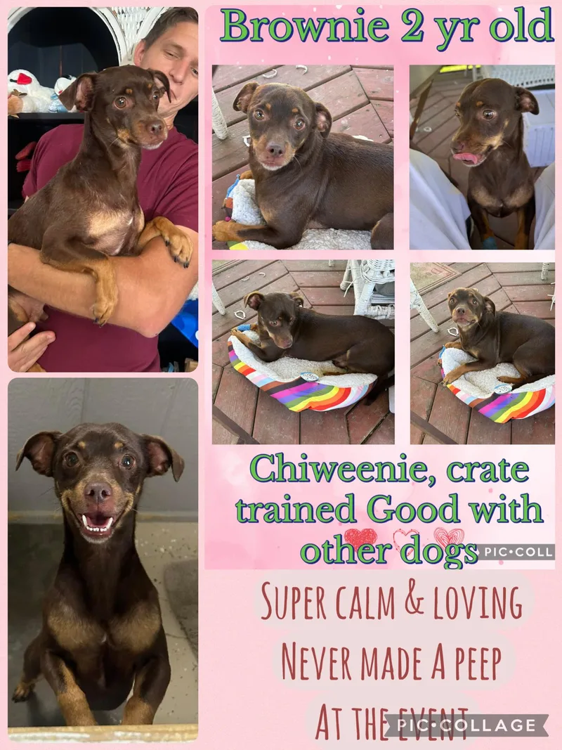 Brownie thumbnail 2