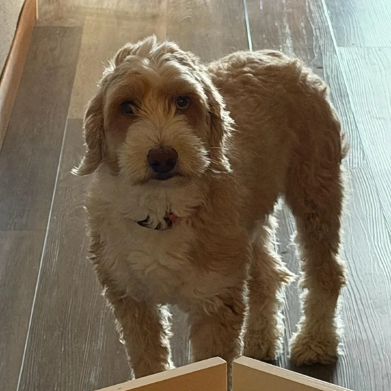Nova