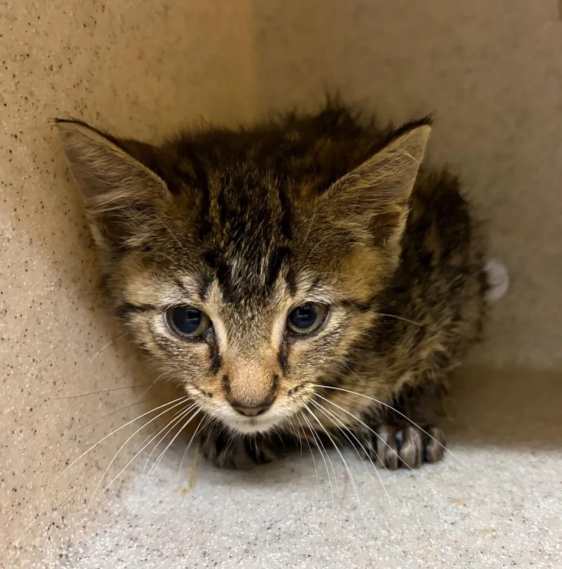 A baby small-sized female Domestic Short Hair cat named Egg for adoption in Douglasville, GA