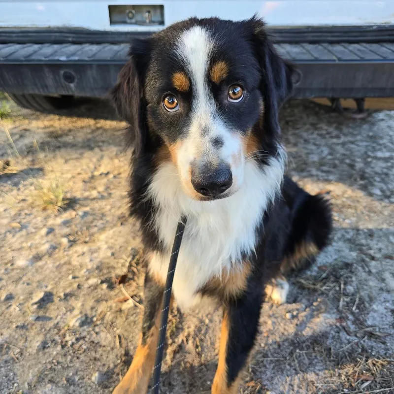 A young medium-sized male Australian Shepherd dog named Prescott for adoption in Williston, FL