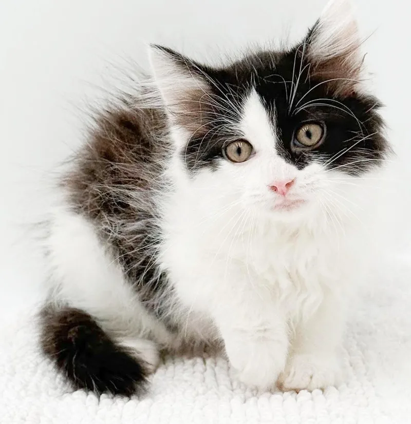 A baby small-sized female White Ragdoll cat named North is the right for adoption in Bedford Hills, NY