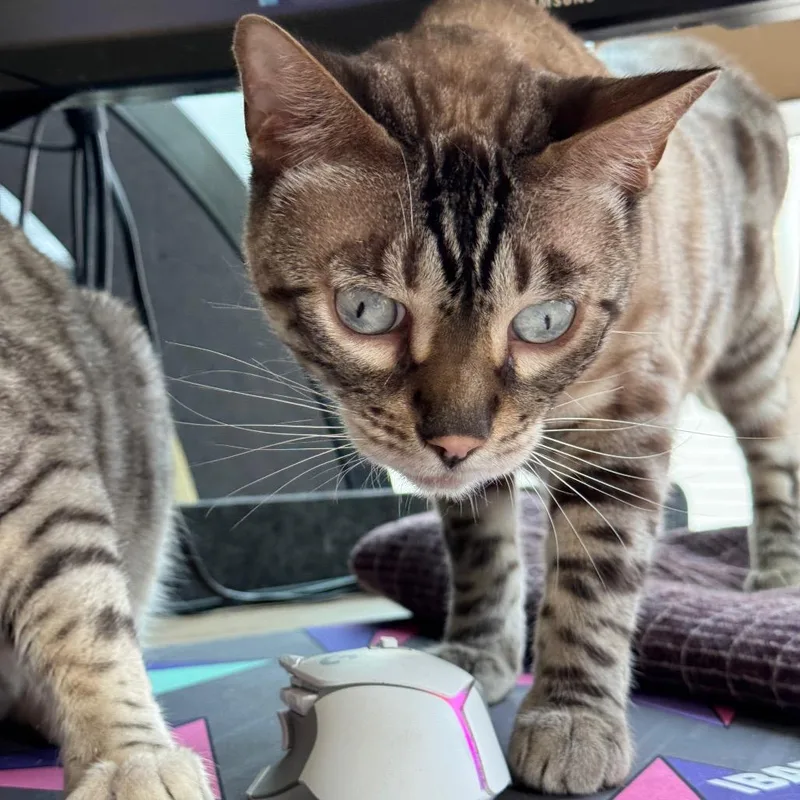 An adult large-sized male Brown / Chocolate Bengal cat named Kevin for adoption in Denver, CO