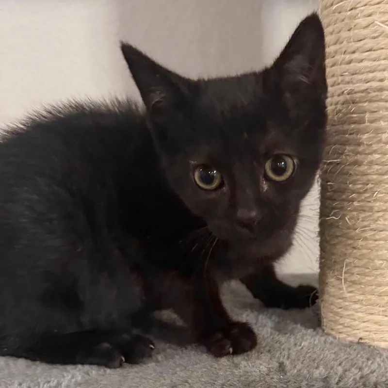 A baby small-sized female Black Domestic Short Hair cat named Merry for adoption in Midland, TX