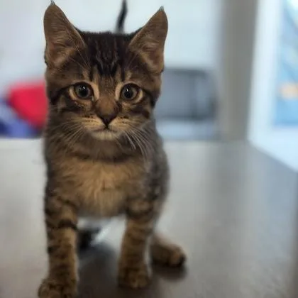 A baby medium-sized male Tabby (Brown / Chocolate) Tabby cat named Peter for adoption in Red Bluff, CA