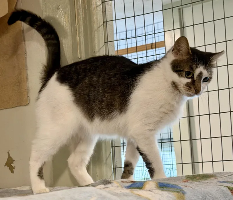 An adult medium-sized male Gray & White Domestic Short Hair cat named Smudge for adoption in South Euclid, OH