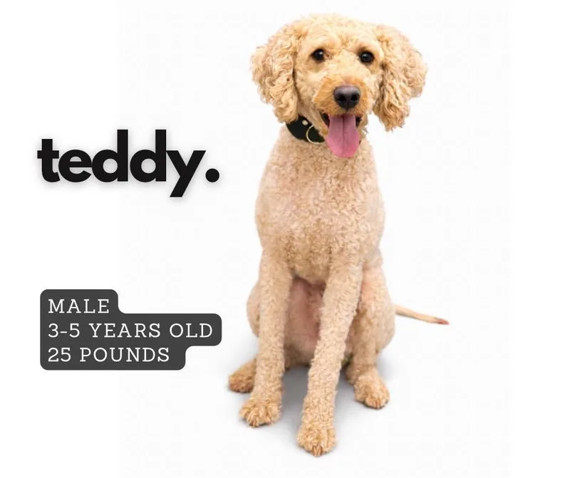 An adult large-sized male Poodle dog named Teddy for adoption in Ashland, KY