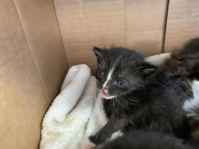 A baby small-sized female Domestic Short Hair cat named A for adoption in Thousand Palms, CA