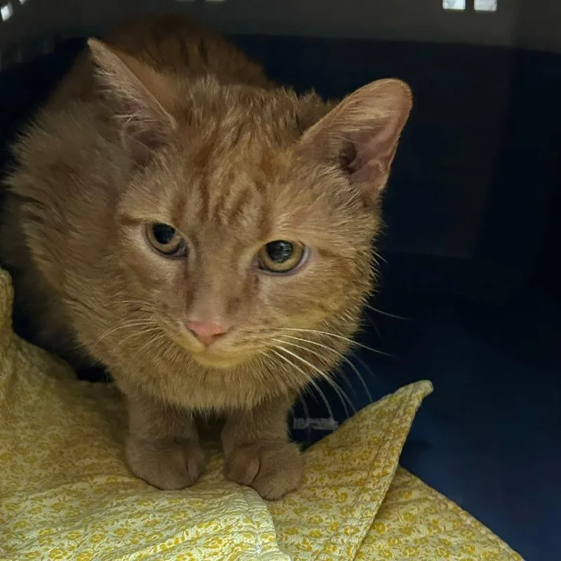 An adult medium-sized female Orange / Red Domestic Short Hair cat named Amber for adoption in Lakewood, CO