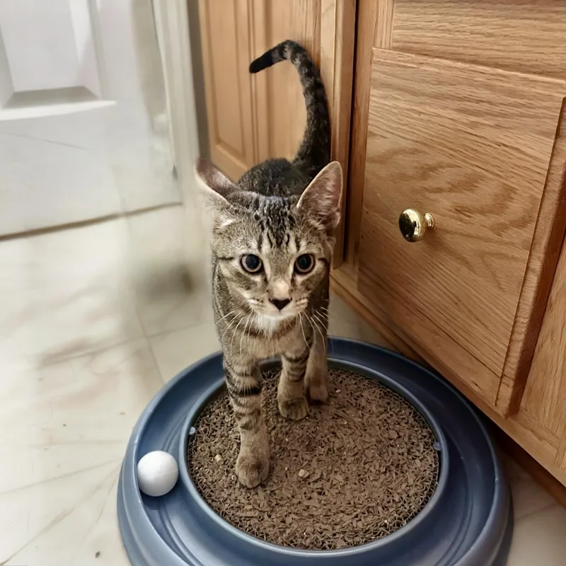 A baby medium-sized male Tabby (Brown / Chocolate) Domestic Short Hair cat named Mulberry for adoption in Apex, NC