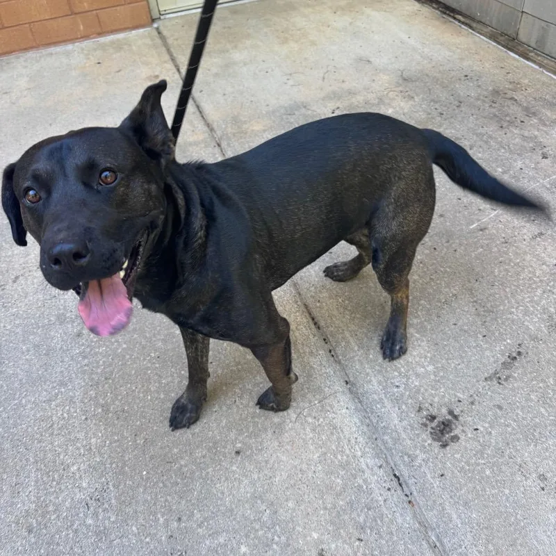 An adult medium-sized male Black Mixed Breed dog named Strayreeseroad for adoption in Columbus, GA