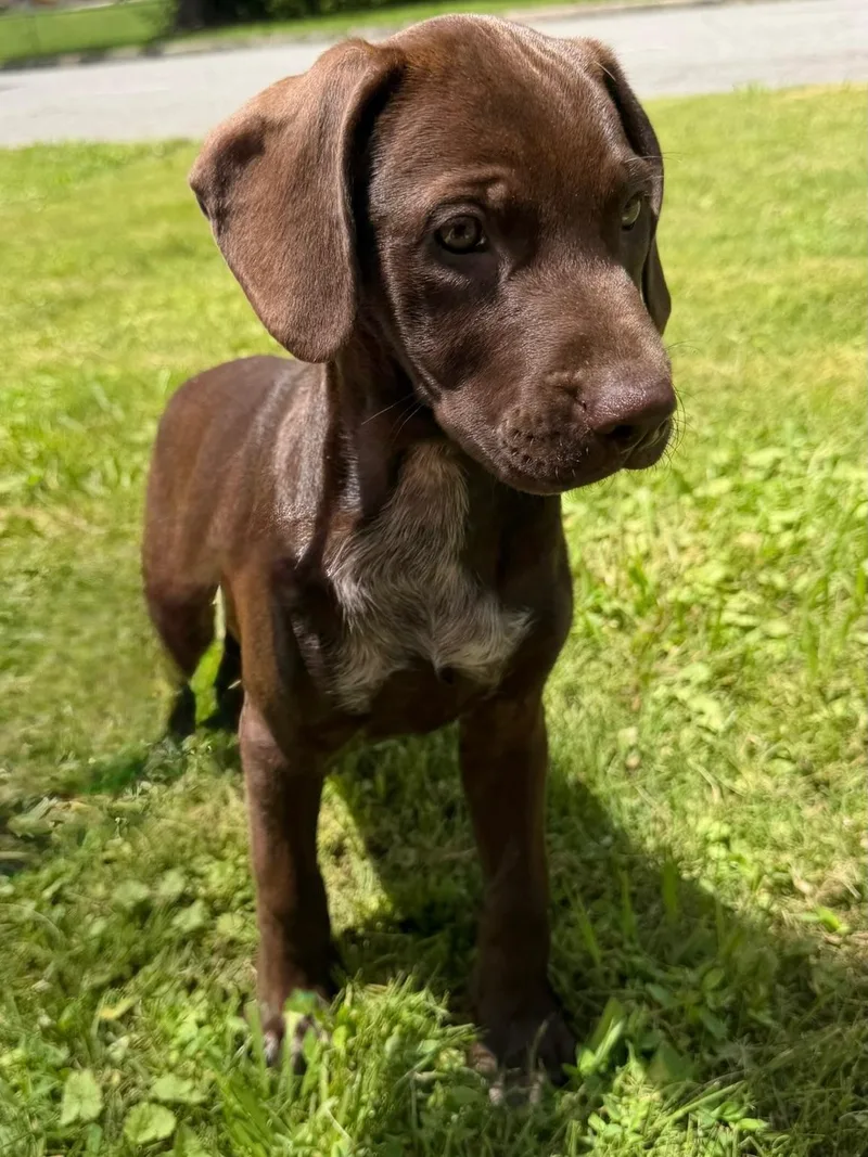 A baby large-sized male Brown / Chocolate Chocolate Labrador Retriever dog named Cookie for adoption in Calera, AL