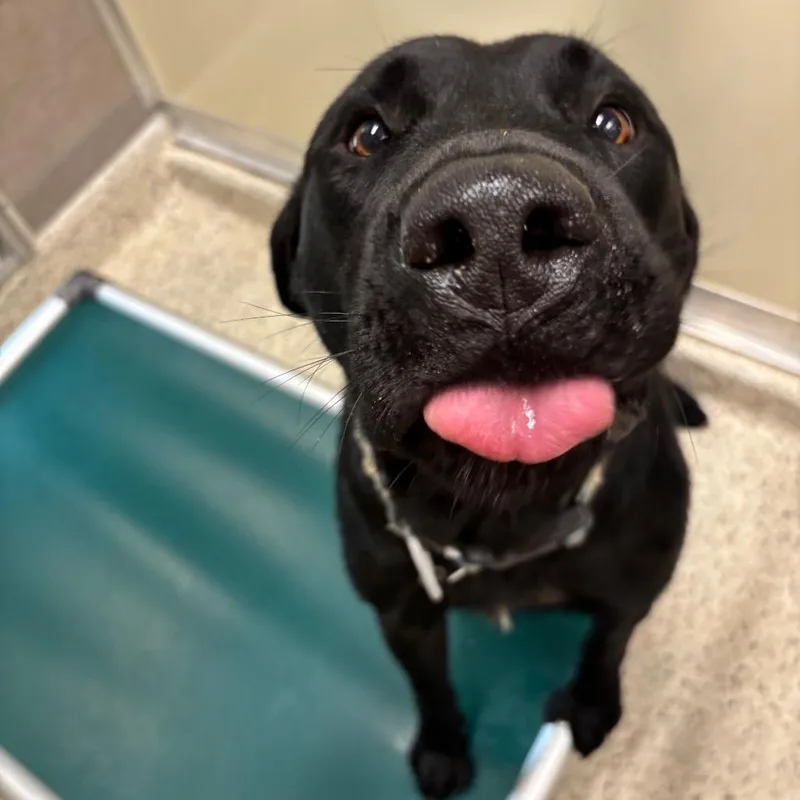 An adult large-sized male Black Labrador Retriever dog named Arnold for adoption in Nashville, IN