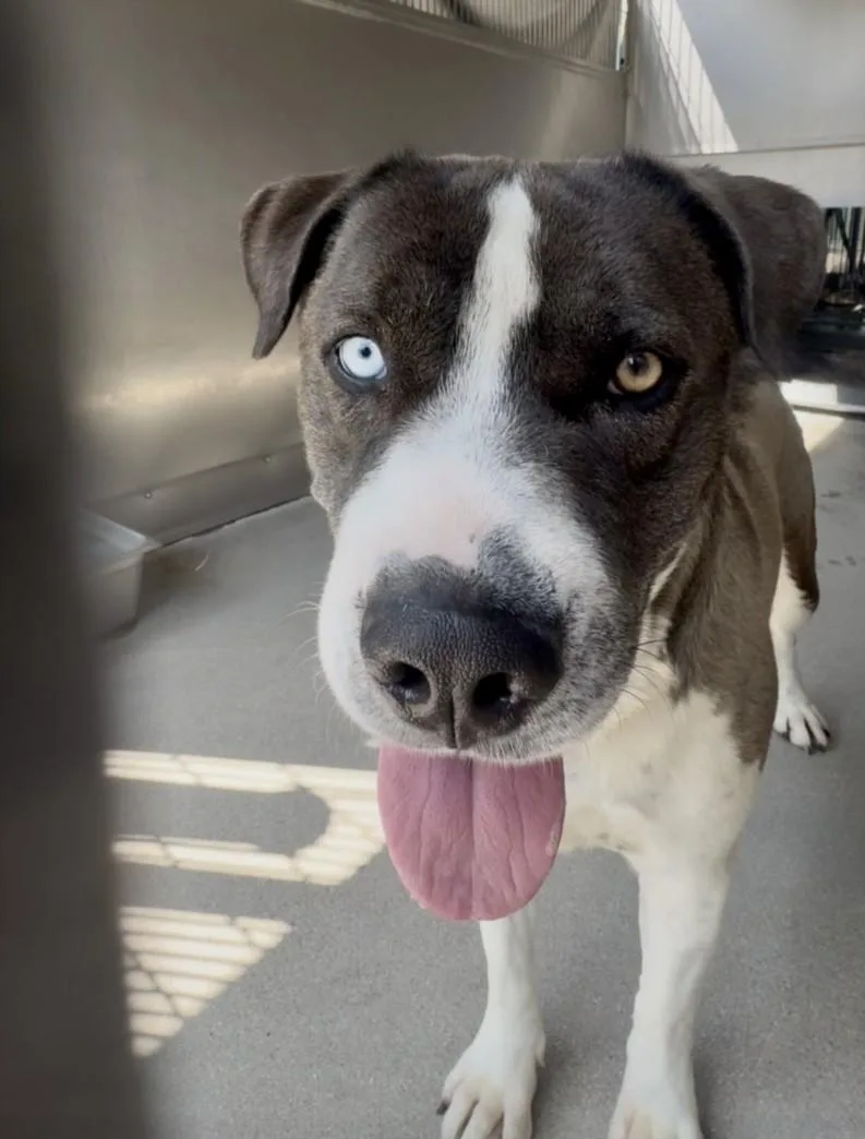 A young small-sized male Pit Bull Terrier dog named Milo for adoption in San Bernardino, CA