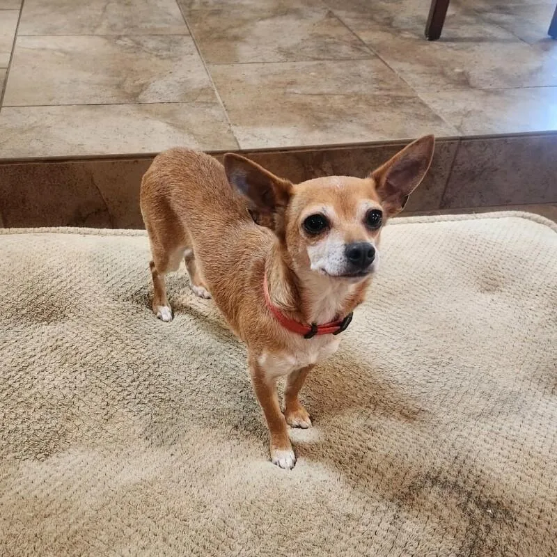 A young small-sized female Chihuahua dog named Licha for adoption in Windsor, CO