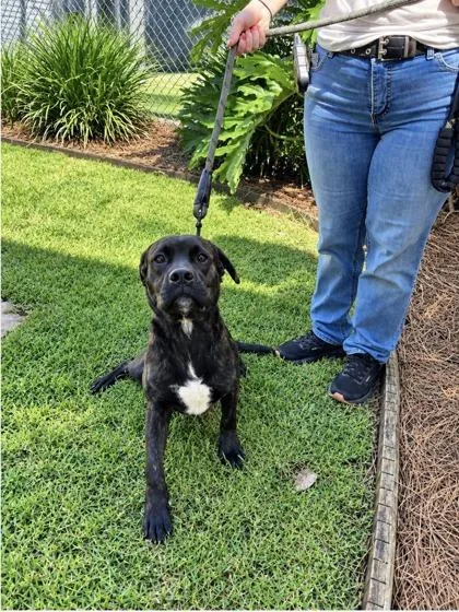 An adult medium-sized male Golden Retriever dog named Tex for adoption in Brunswick, GA