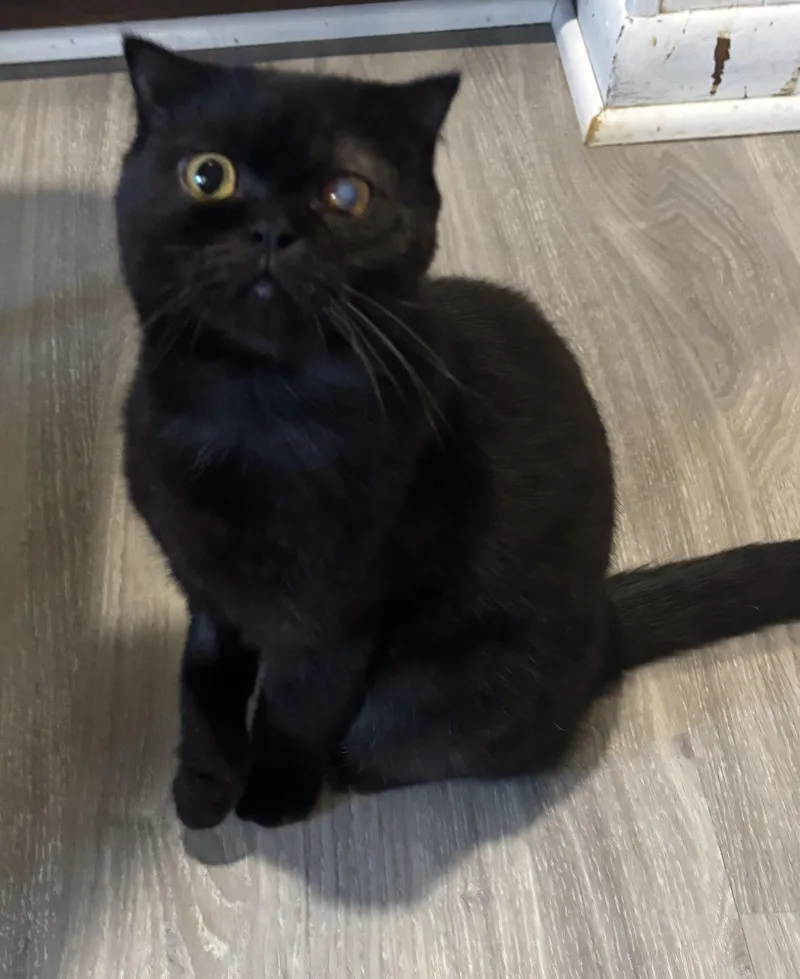 A young medium-sized female Black Scottish Fold cat named Blackie for adoption in Fairfax, VA