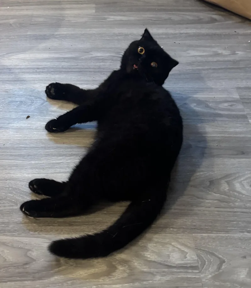 Blackie thumbnail 2