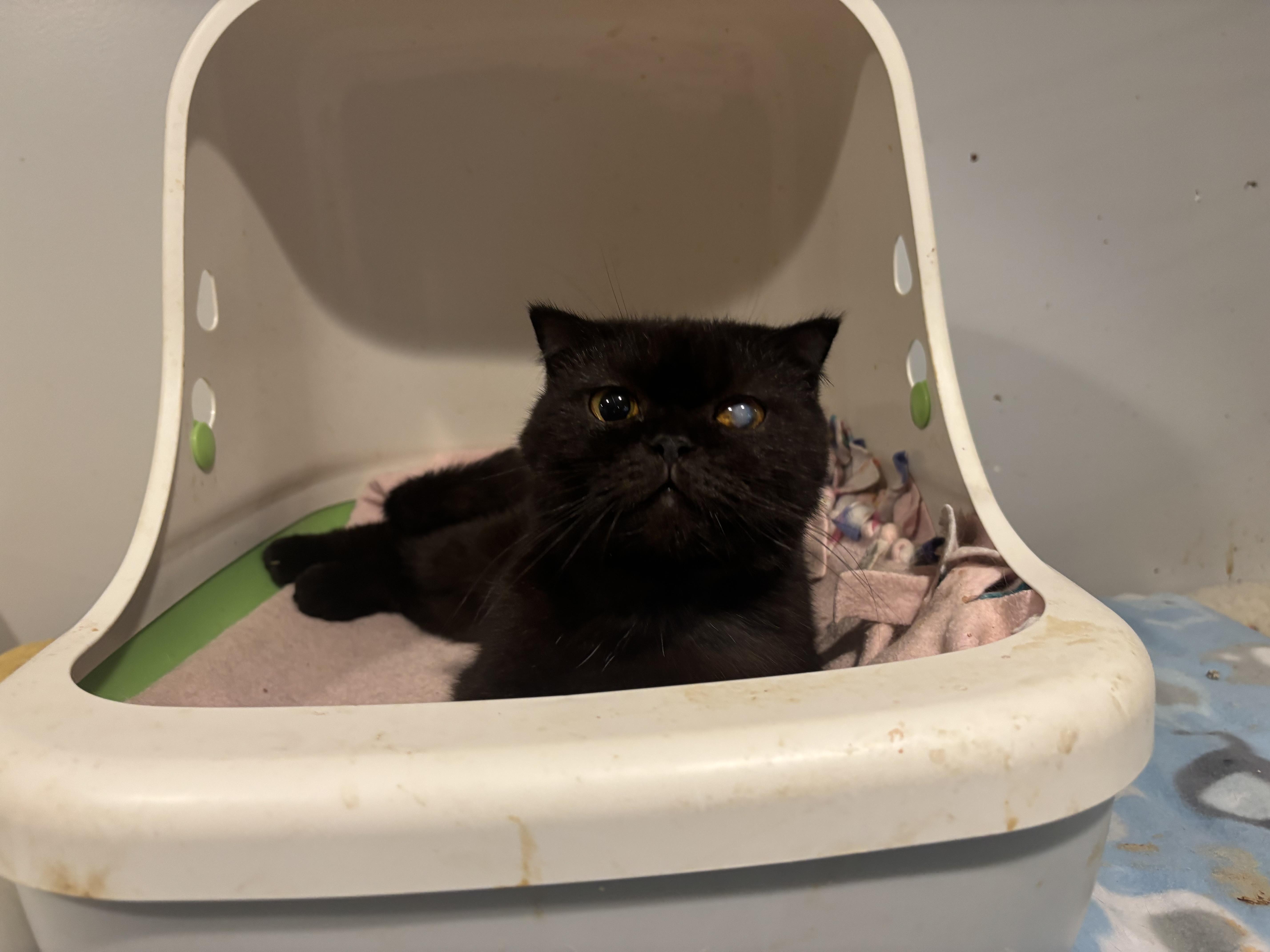 Blackie thumbnail 3