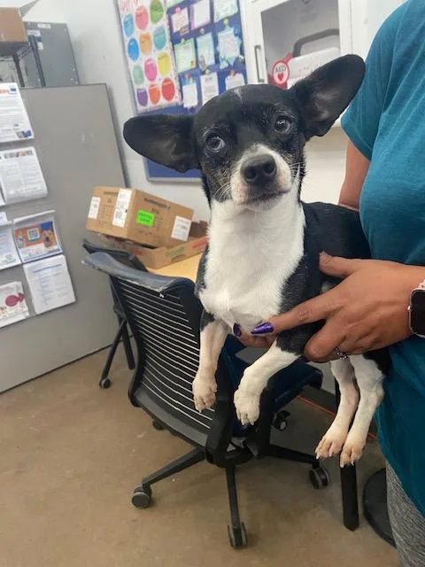 A young medium-sized male Mixed Breed dog named Verso for adoption in Dallas, TX