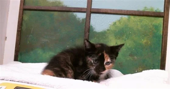 A baby small-sized female Domestic Short Hair cat named Panini for adoption in Houston, TX