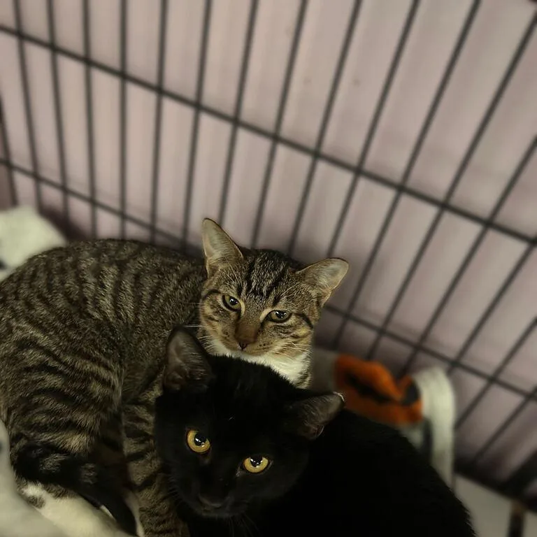 A baby small-sized female Domestic Short Hair cat named Waddle Doo for adoption in Davenport, IA