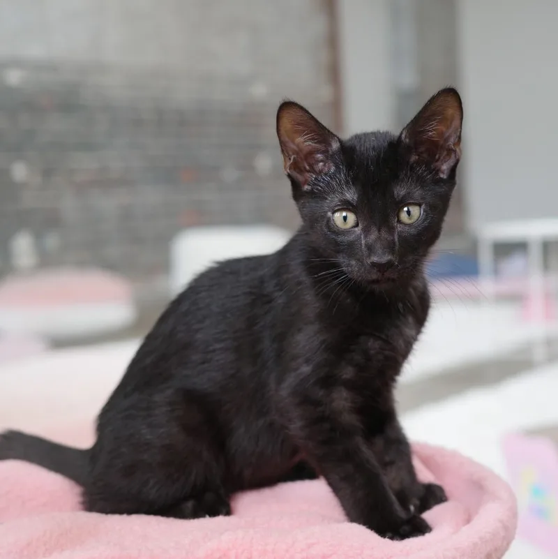A young medium-sized male Domestic Short Hair cat named Rocky for adoption in New Orleans, LA