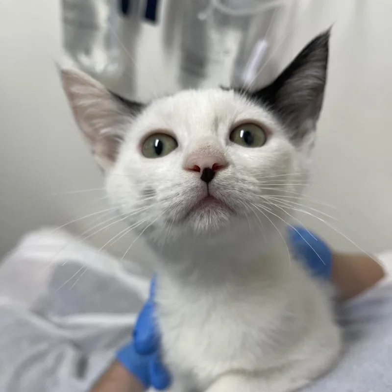 A baby small-sized female White Domestic Short Hair cat named Lily for adoption in Long Beach, CA
