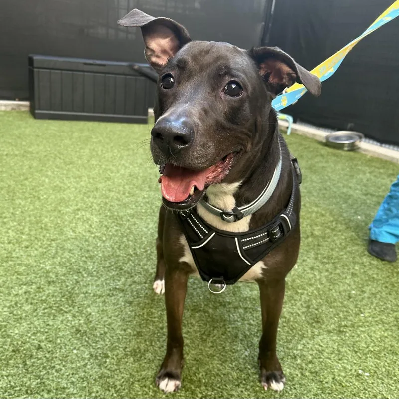 A senior medium-sized male Brown / Chocolate Mixed Breed dog named Kobe for adoption in New York, NY