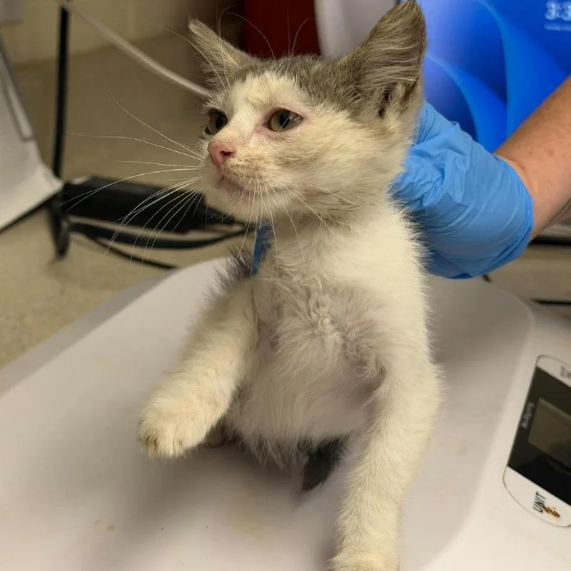 A baby small-sized female Domestic Short Hair cat named Yurple for adoption in Bastrop, TX