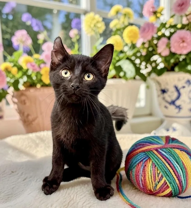 A baby small-sized female Black Domestic Short Hair cat named Gumbie for adoption in Perry, IA