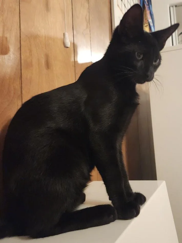 A baby small-sized male Black American Shorthair cat named Loki for adoption in Inglewood, CA