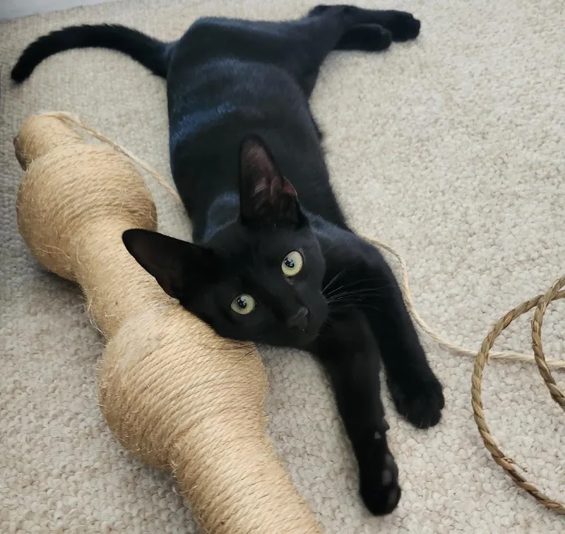 Loki thumbnail 2