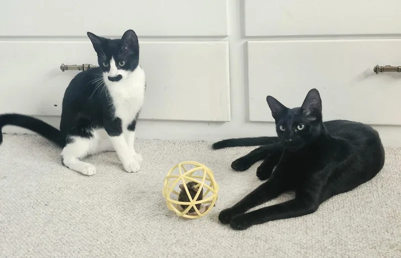 Loki thumbnail 3