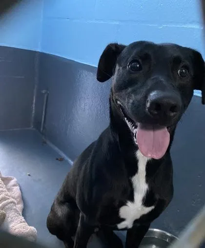 A young medium-sized male Pit Bull Terrier dog named Nox for adoption in Daytona Beach, FL