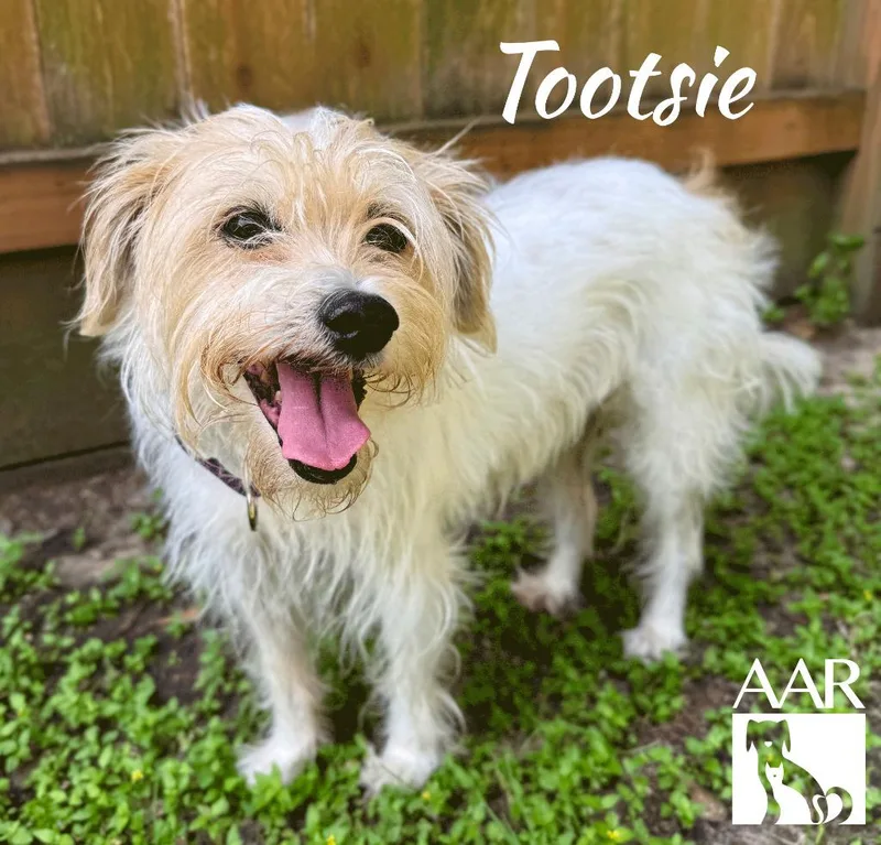 Tootsie