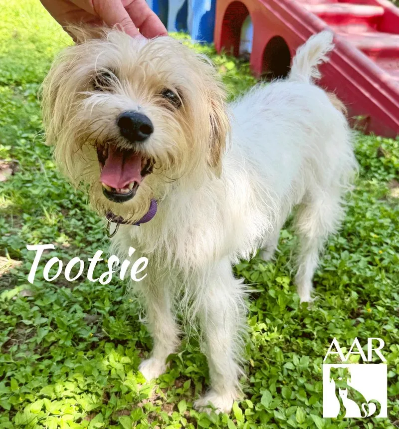 Tootsie thumbnail 2