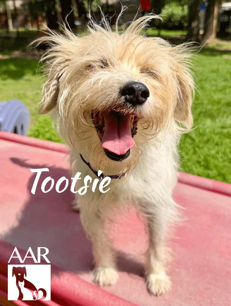 Tootsie thumbnail 3
