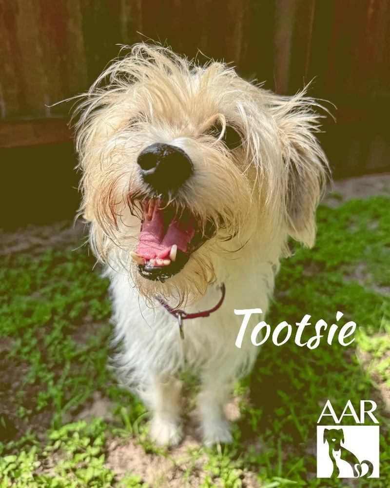 Tootsie thumbnail 4