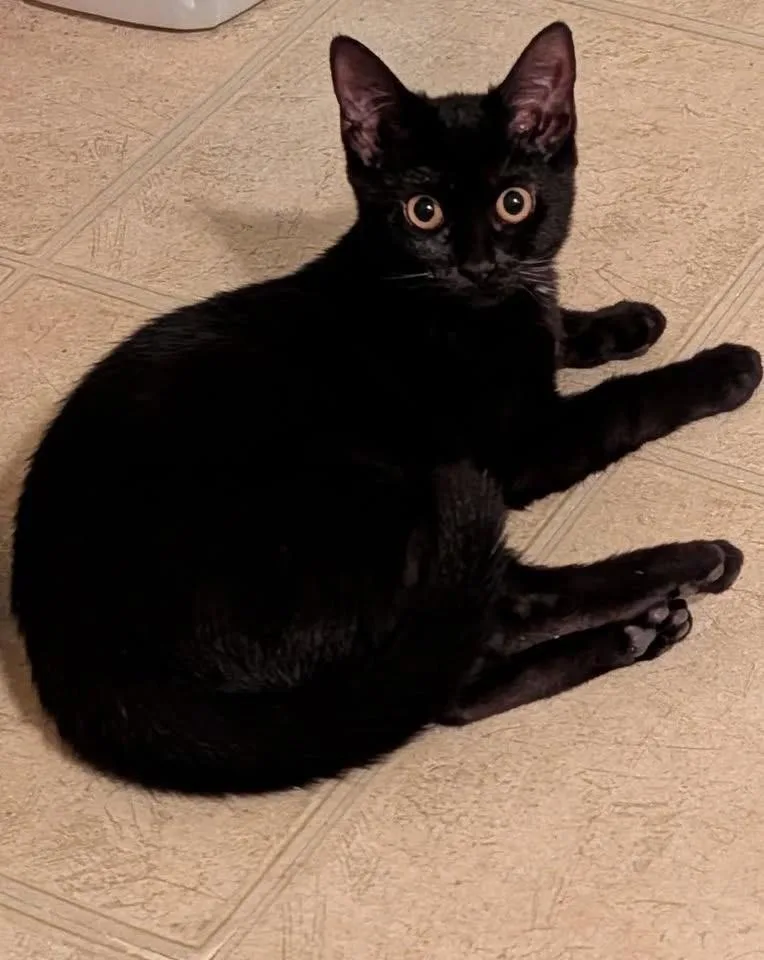 A baby medium-sized female Domestic Short Hair cat named Binky for adoption in Succasunna, NJ