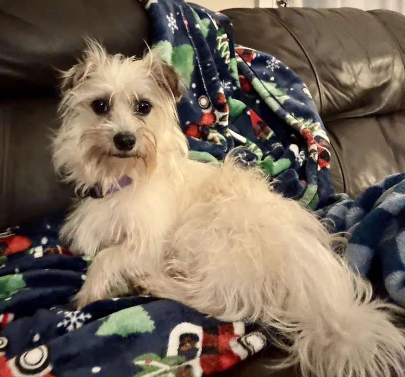 A young small-sized female West Highland White Terrier / Westie dog named Charm for adoption in Maiden, NC