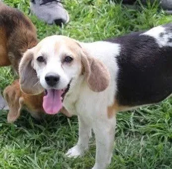 An adult small-sized female Beagle dog named Lolly for adoption in Dunnellon, FL