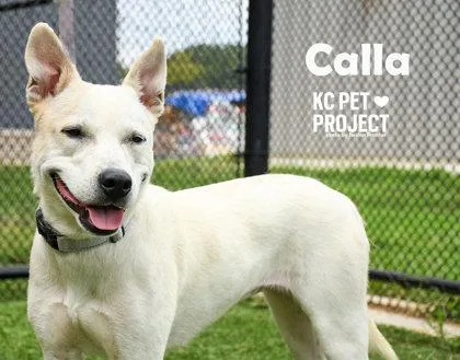 Calla PhD thumbnail 3