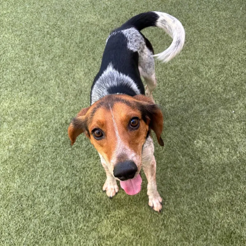 An adult medium-sized male Black Mixed Breed dog named Ribeye for adoption in Titusville, FL