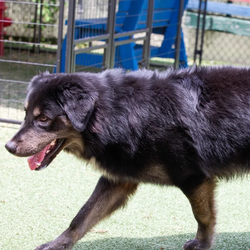 A young large-sized male Black Mixed Breed dog named Remi for adoption in Cartersville, GA
