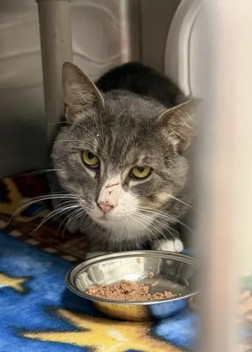 An adult large-sized male Domestic Short Hair cat named Hatter for adoption in Webster, MA