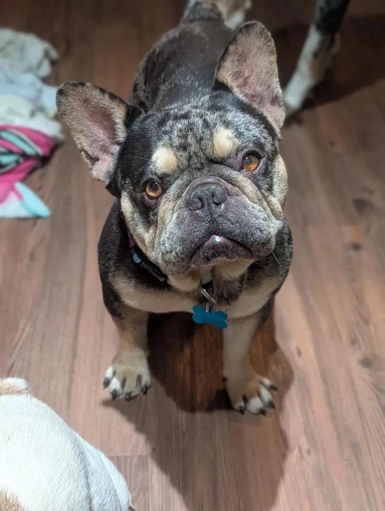 Bruno French thumbnail 3