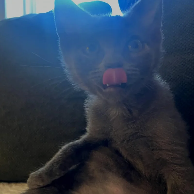 A baby small-sized male Gray / Blue / Silver Domestic Medium Hair cat named Petrie for adoption in Commerce City, CO