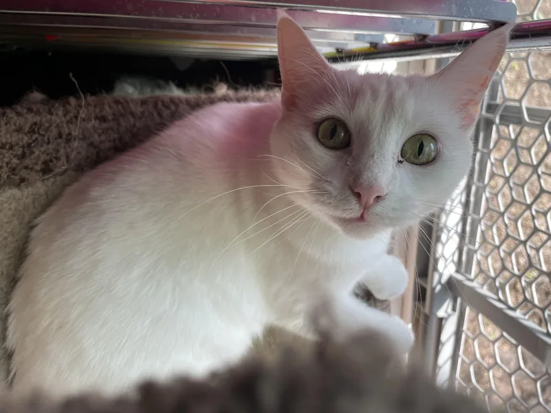 An adult large-sized female White Domestic Short Hair cat named Blossom for adoption in Broken Arrow, OK