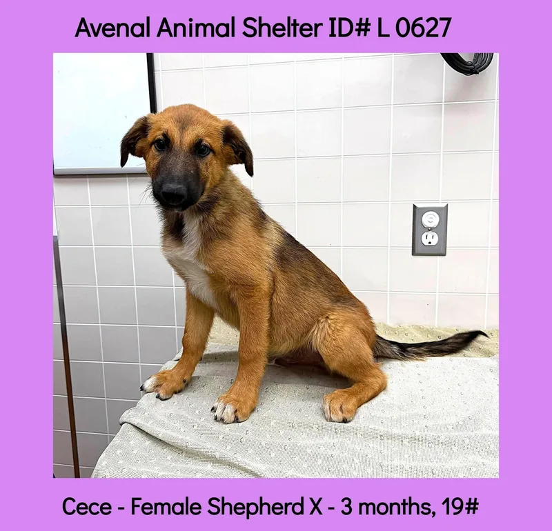 A baby large-sized female Tricolor (Brown, Black, & White) Shepherd dog named Cece for adoption in Avenal, CA