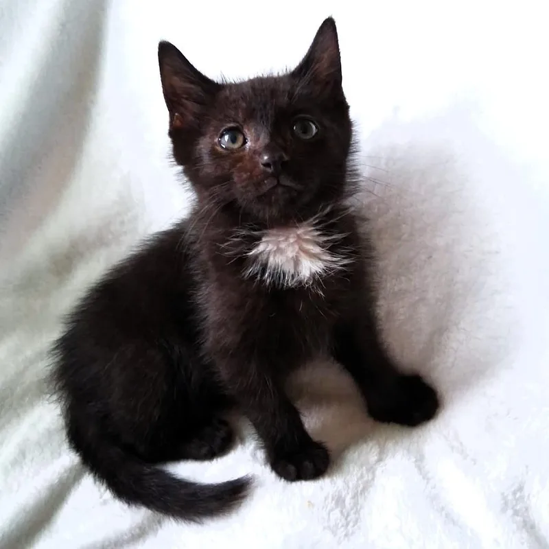 A baby small-sized male Domestic Medium Hair cat named Devon for adoption in Michigan City, IN